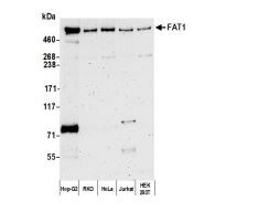 FAT1 Antibody