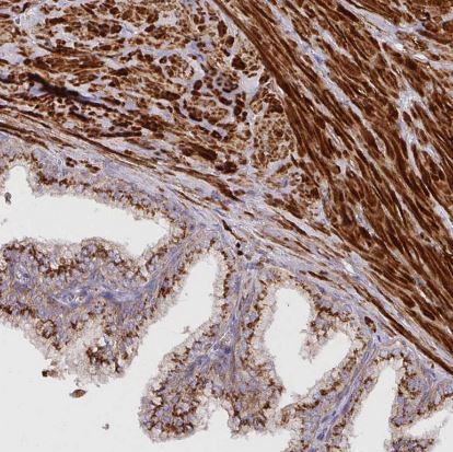 TM9SF4 Antibody