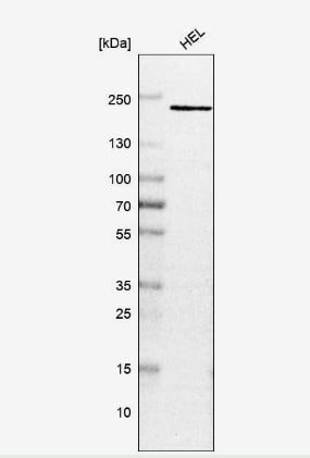 PSME4 Antibody