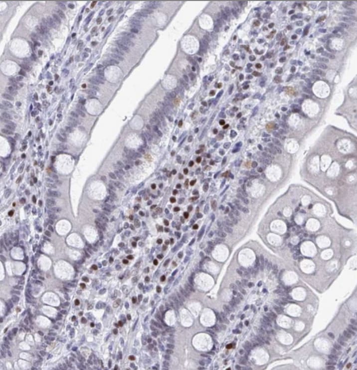C15orf41 Antibody - BSA Free