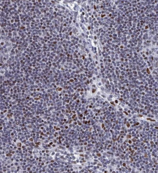 C15orf41 Antibody - BSA Free
