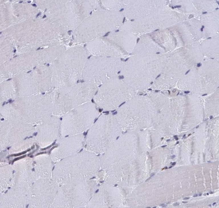 C15orf41 Antibody - BSA Free