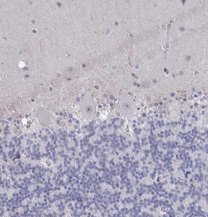 C15orf41 Antibody - BSA Free
