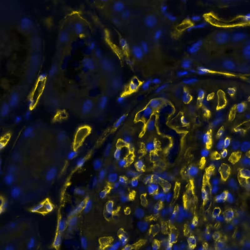 CD34 Antibody (QBEnd/10) - BSA Free