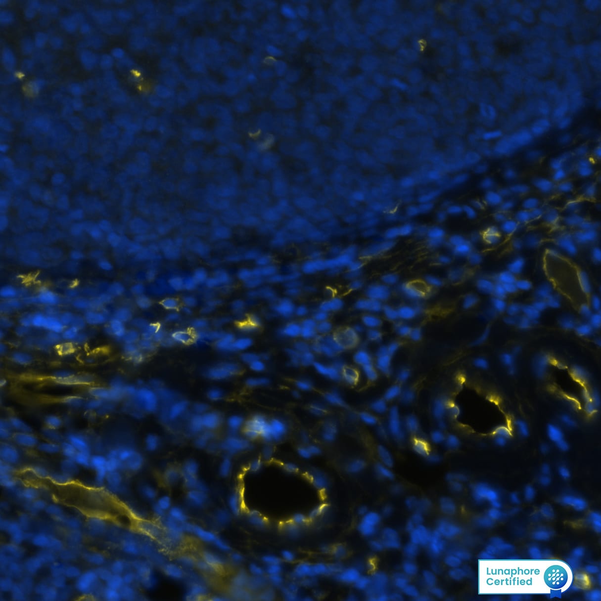 CD34 Antibody (QBEnd/10) - BSA Free