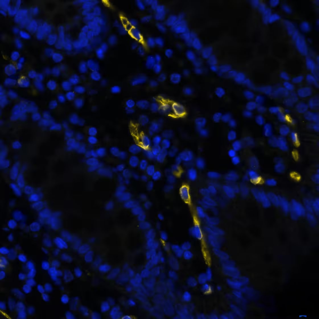 CD34 Antibody (QBEnd/10) - BSA Free