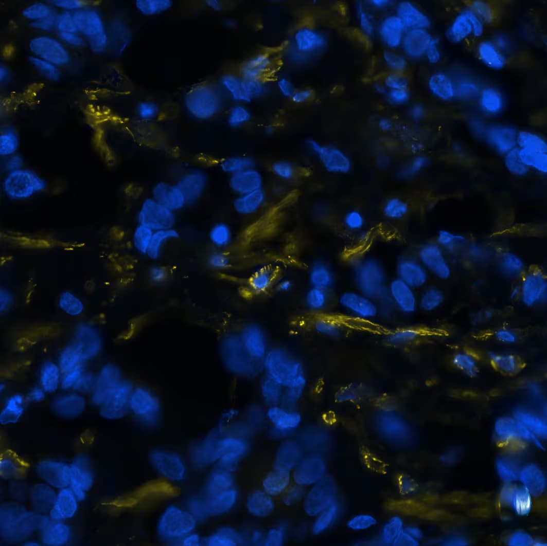 alpha-Smooth Muscle Actin Antibody (1A4/asm-1) - BSA Free