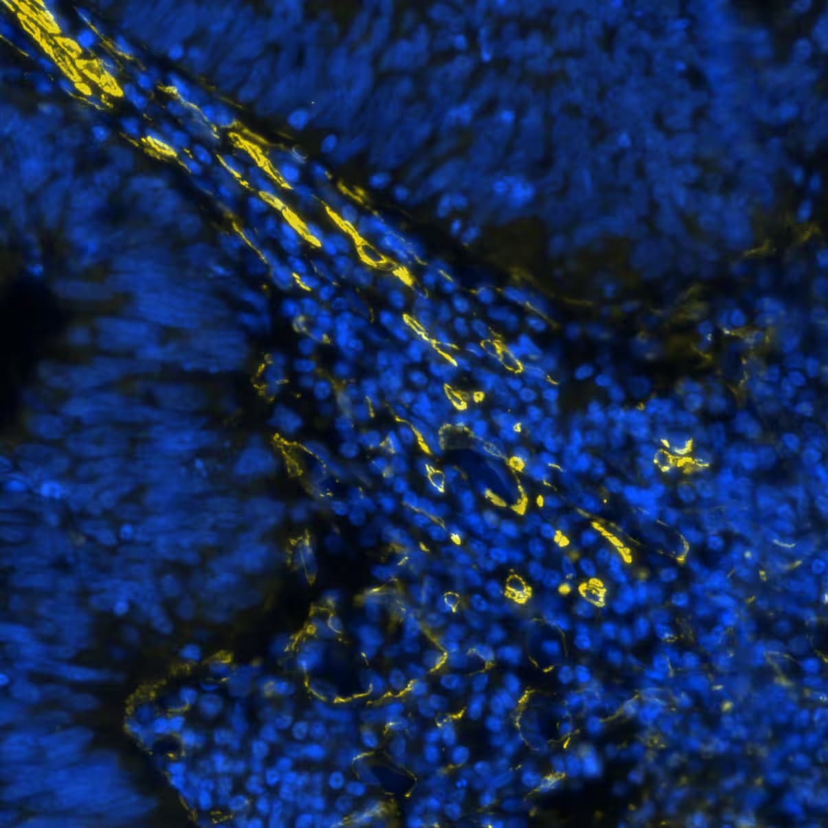 alpha-Smooth Muscle Actin Antibody (1A4/asm-1) - BSA Free