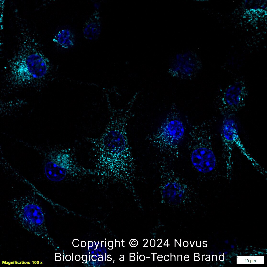 CD68/SR-D1 Antibody (FA-11) - BSA Free