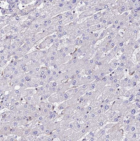 CALML3 Antibody