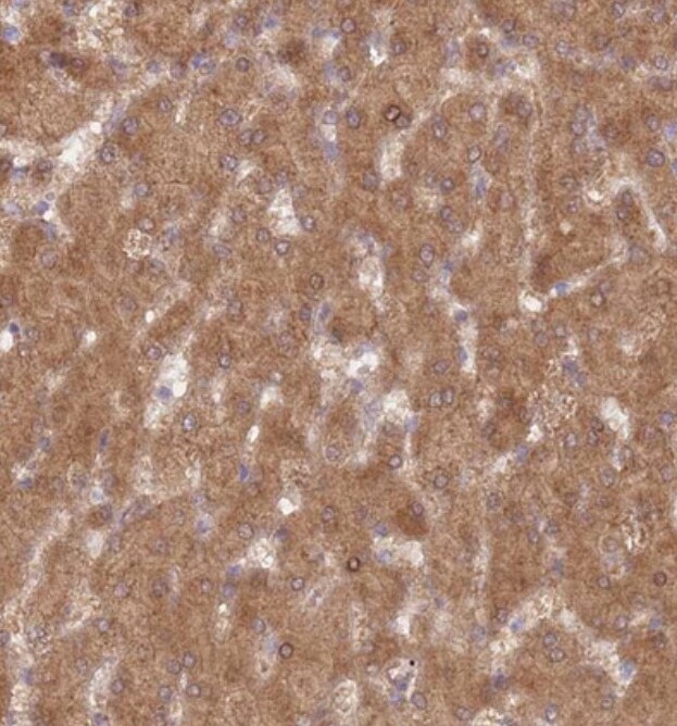DDX19B Antibody - BSA Free