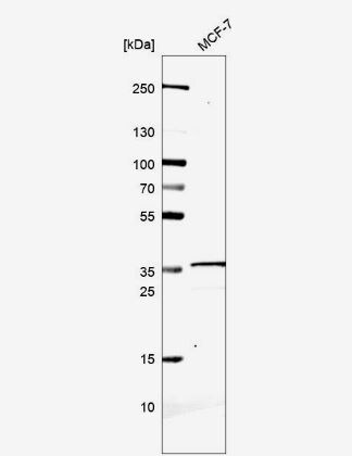 ABHD11 Antibody