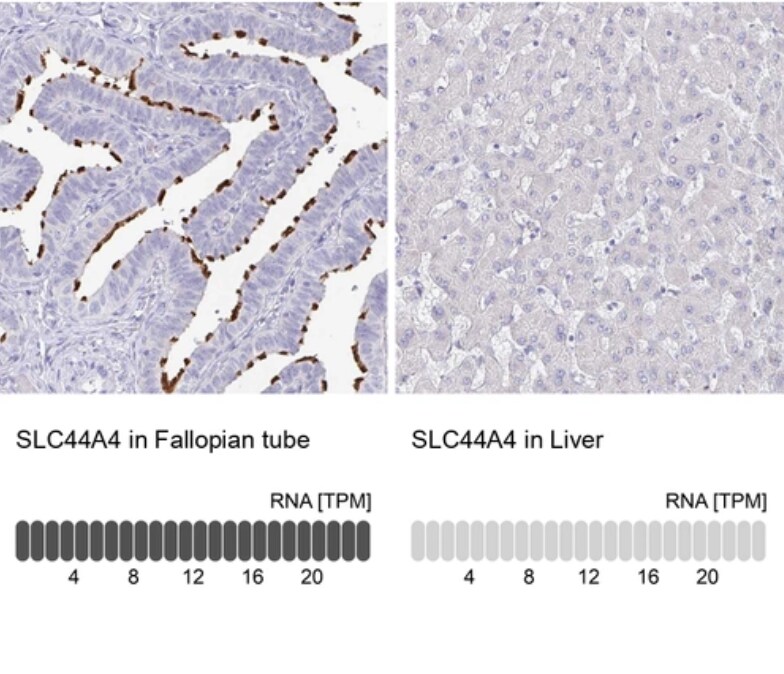 SLC44A4 Antibody - BSA Free