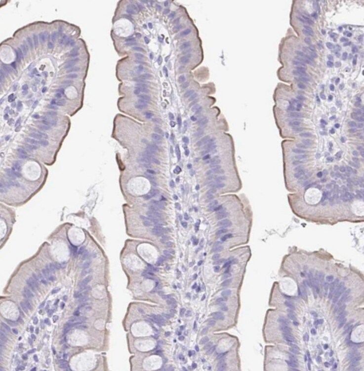 SLC44A4 Antibody - BSA Free