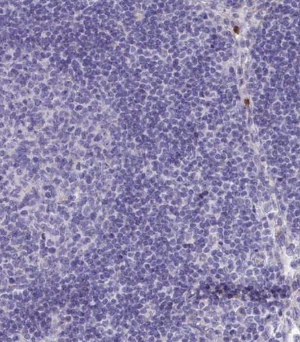 TAS2R38 Antibody - BSA Free