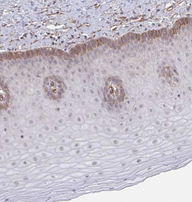 NEURL4 Antibody - BSA Free