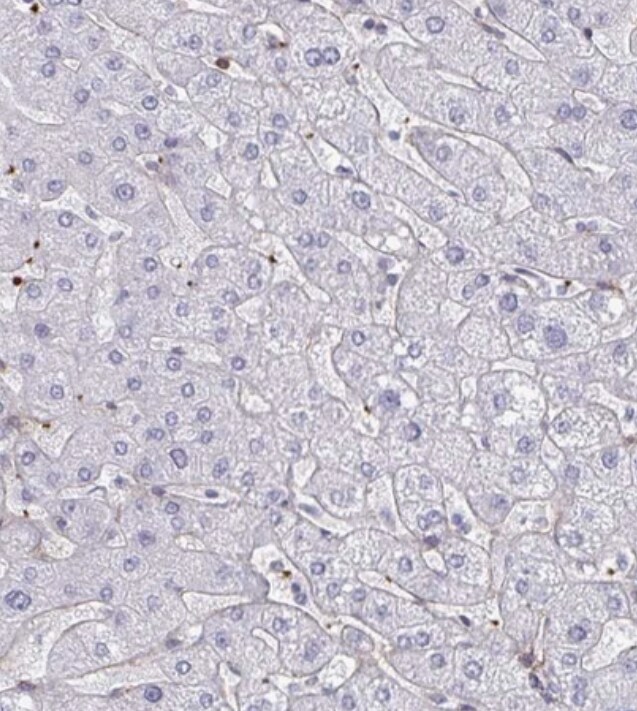 NEURL4 Antibody - BSA Free