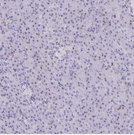 Fc gamma RIIIA/CD16a Antibody