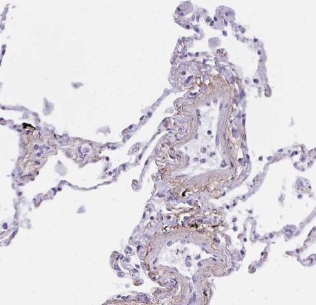 Elastin Antibody