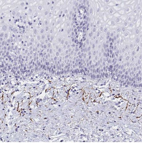 Elastin Antibody