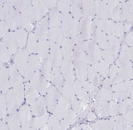 Elastin Antibody