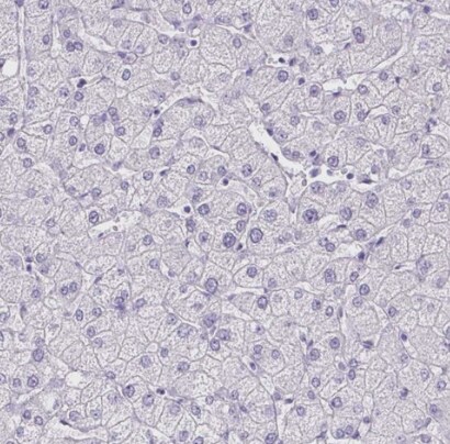 HOXB4 Antibody