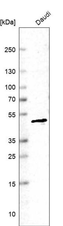 CLP1/HEAB Antibody - BSA Free