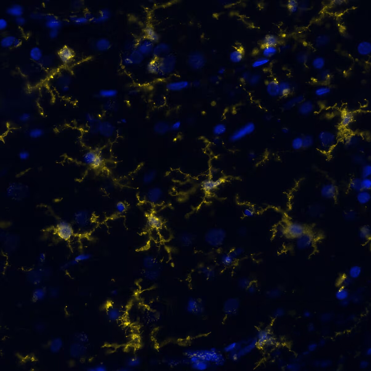 P2Y12/P2RY12 Antibody - BSA Free Detection of P2Y12/P2RY12 in human Brain Cortex via seqIF™ staining on COMET™