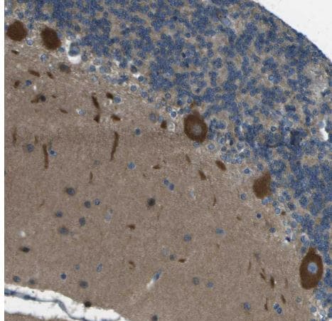 WNK2 Antibody