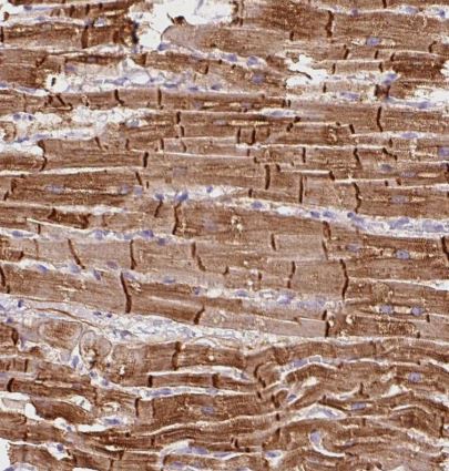 Peptidylglycine alpha-Amidating Monooxygenase/PAM Antibody