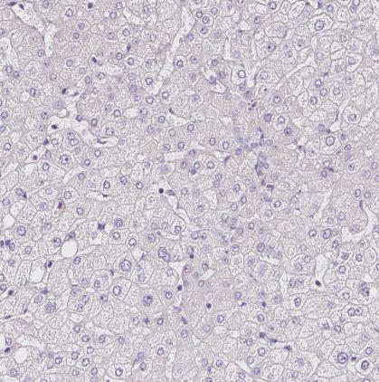 Peptidylglycine alpha-Amidating Monooxygenase/PAM Antibody