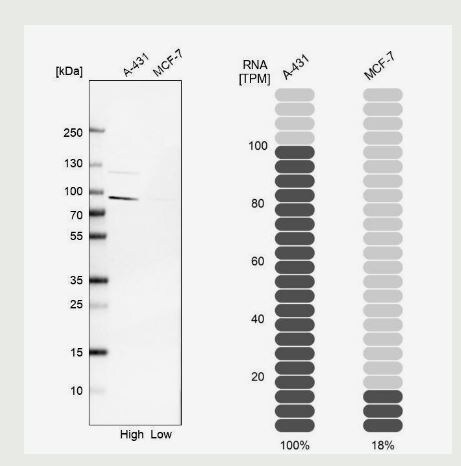 Peptidylglycine alpha-Amidating Monooxygenase/PAM Antibody