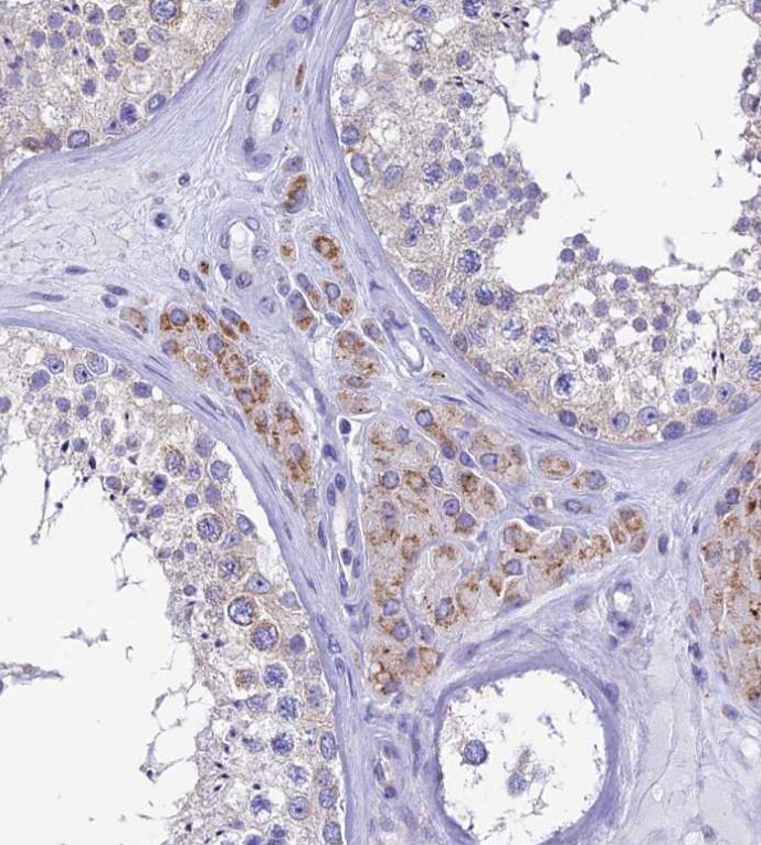 REEP4 Antibody - BSA Free