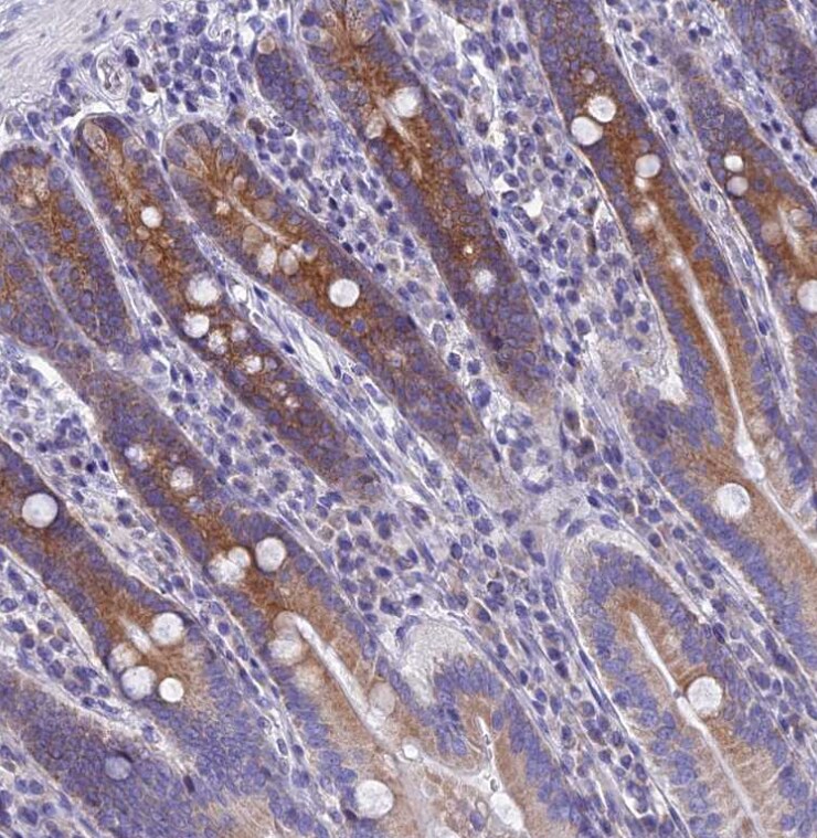 REEP4 Antibody - BSA Free
