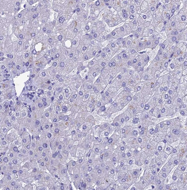 REEP4 Antibody - BSA Free