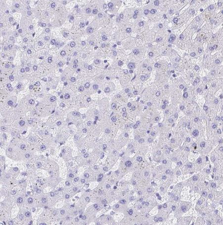 Bestrophin 4 Antibody