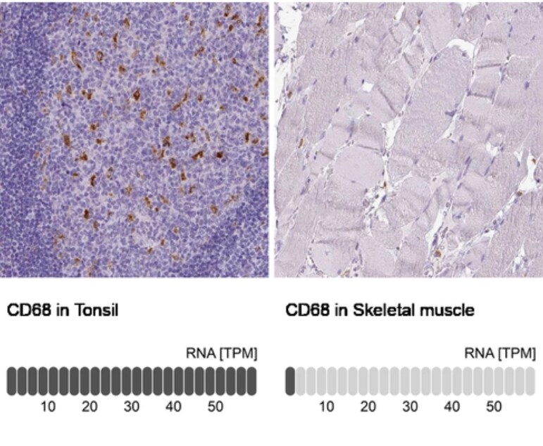 CD68/SR-D1 Antibody (CL1338) - BSA Free