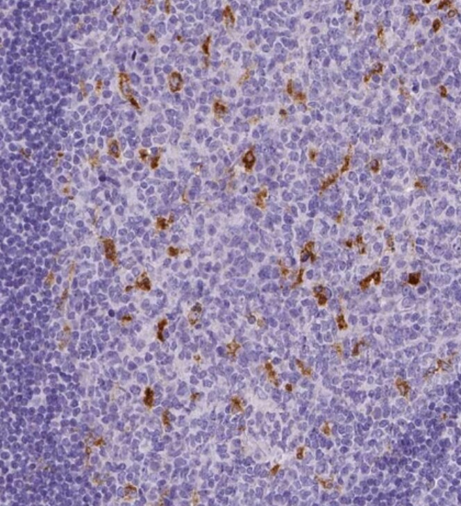 CD68/SR-D1 Antibody (CL1338) - BSA Free