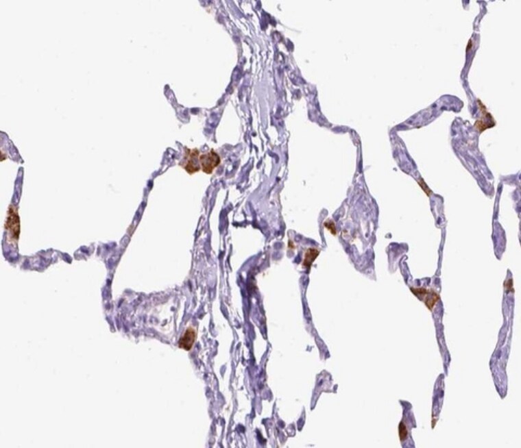 CD68/SR-D1 Antibody (CL1338) - BSA Free