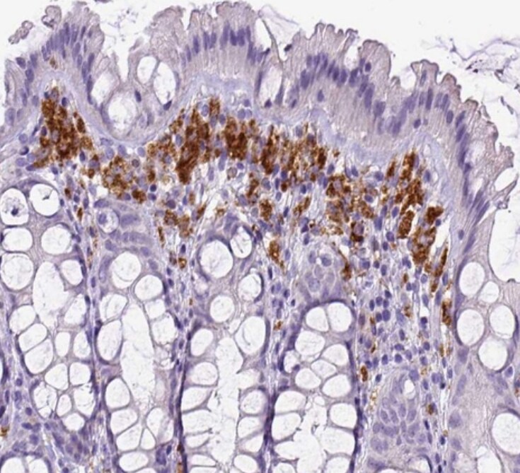 CD68/SR-D1 Antibody (CL1338) - BSA Free