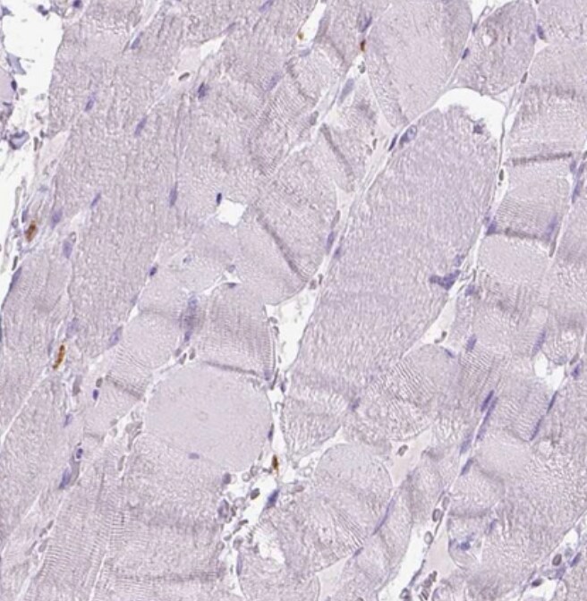 CD68/SR-D1 Antibody (CL1338) - BSA Free