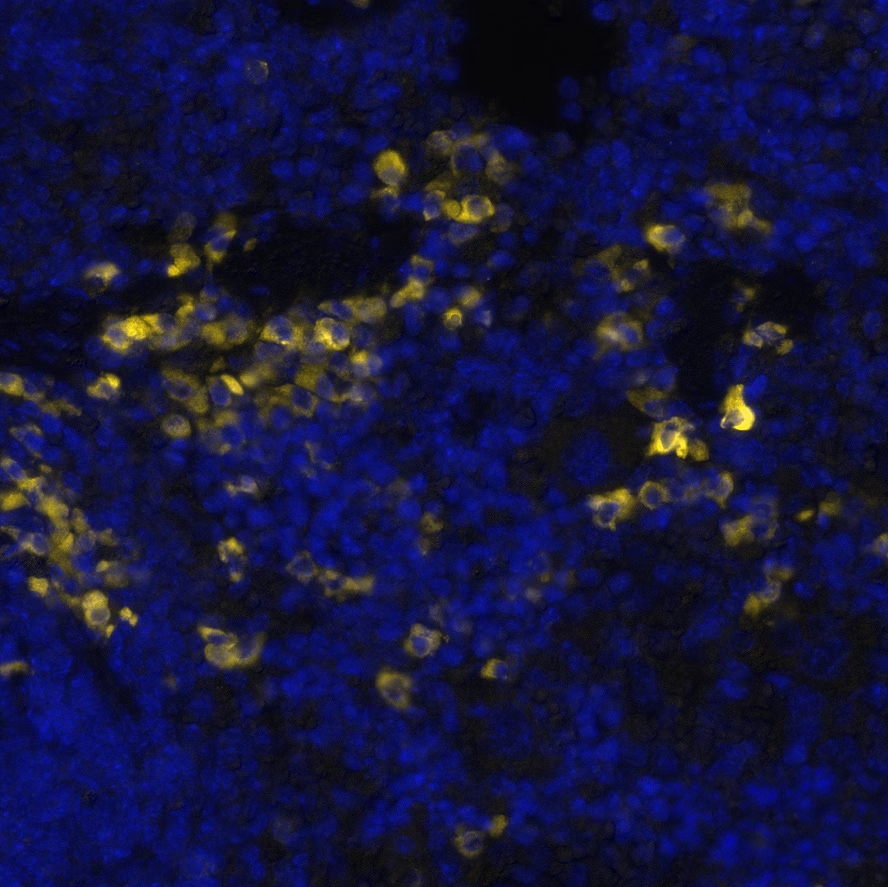 CD11c Antibody (CL1831) - BSA Free CD11c Antibody (CL1831)