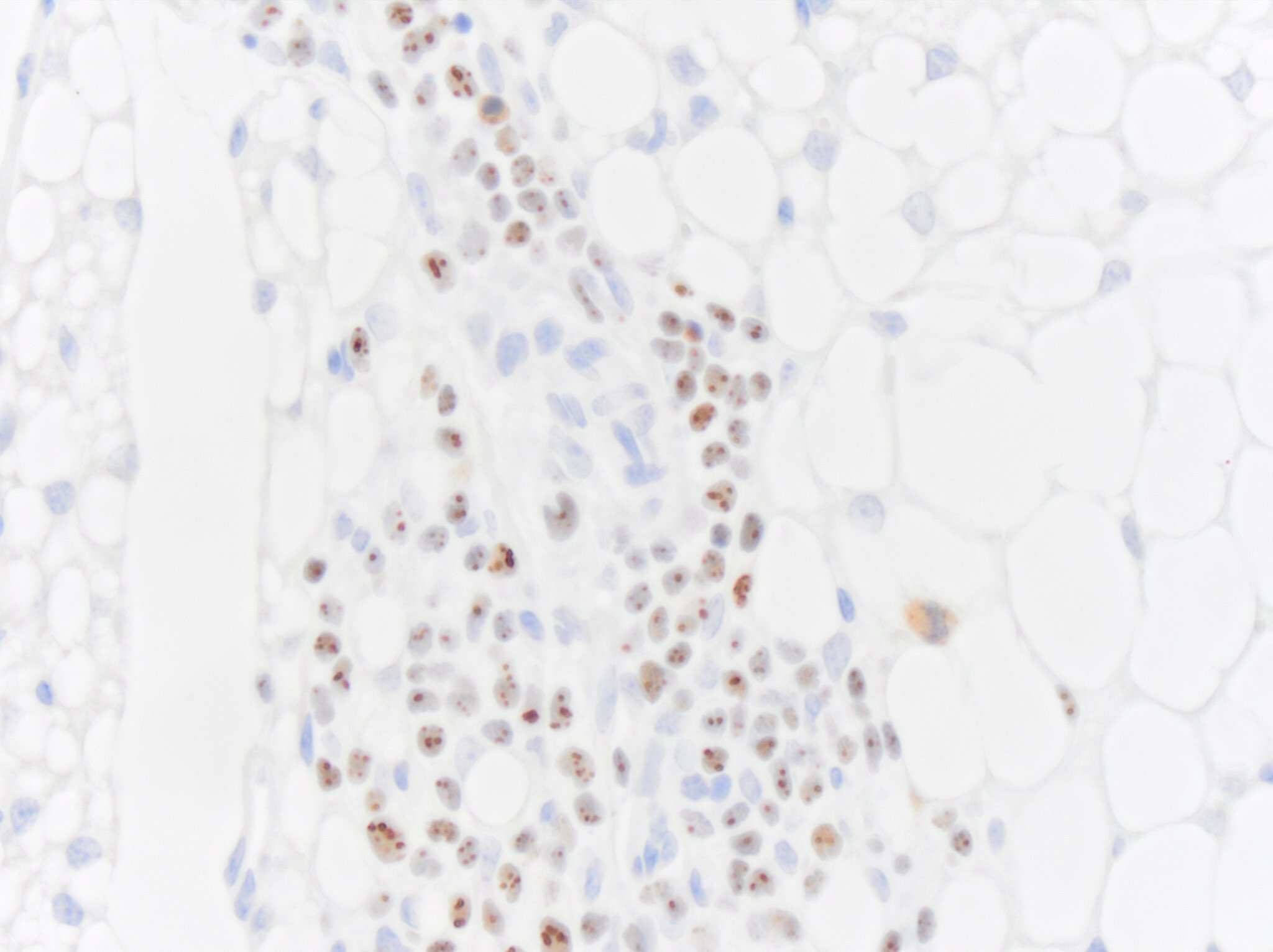 Nucleoli Marker Antibody (NM95) - Azide and BSA Free