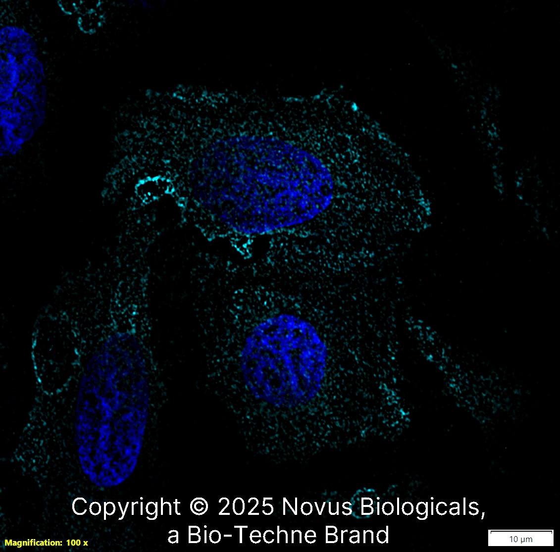 CD34 Antibody (QBEnd/10) - Azide and BSA Free