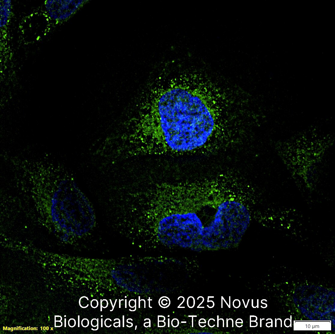 Calnexin Antibody (1C2.2D11) - BSA Free