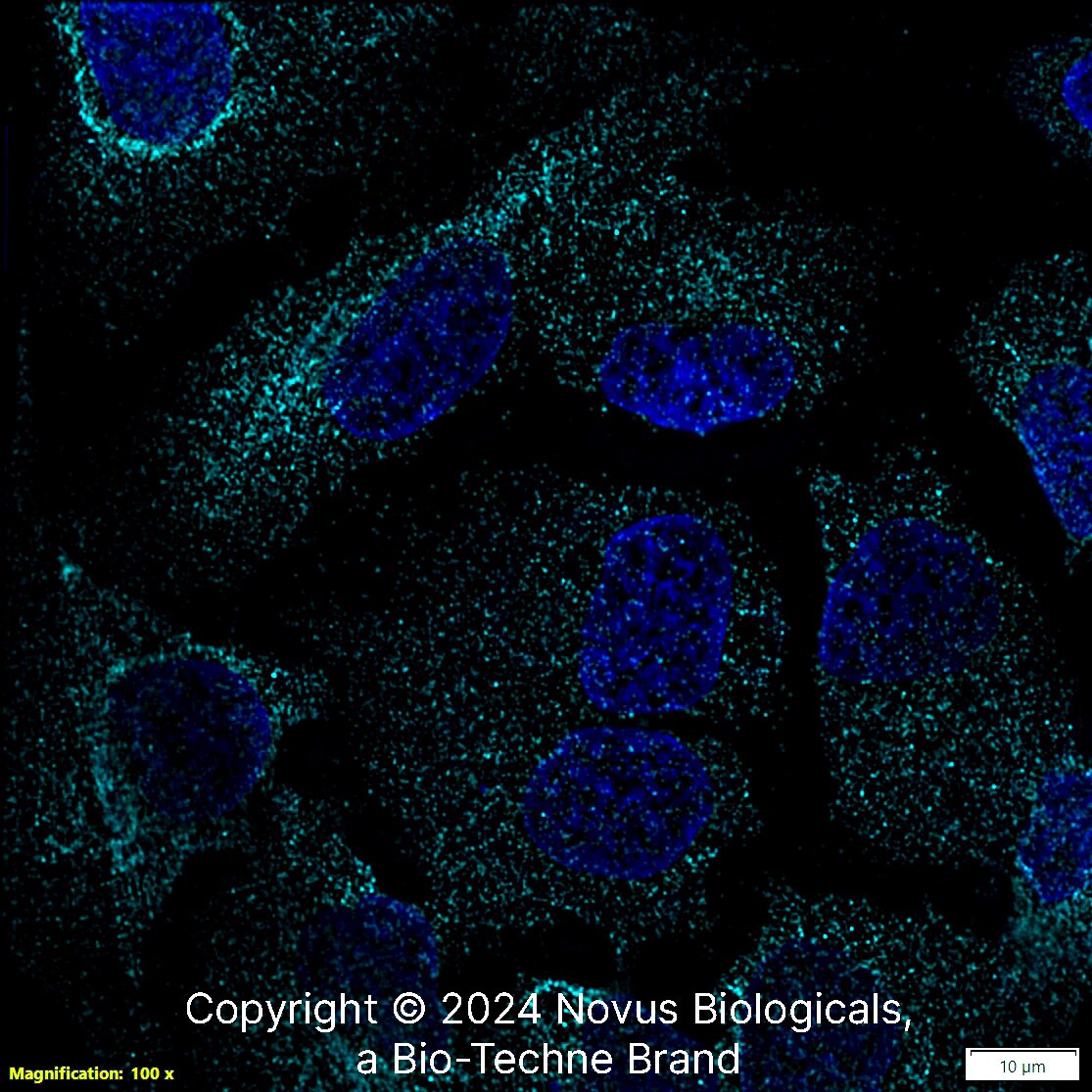 Calnexin Antibody (1C2.2D11) - BSA Free