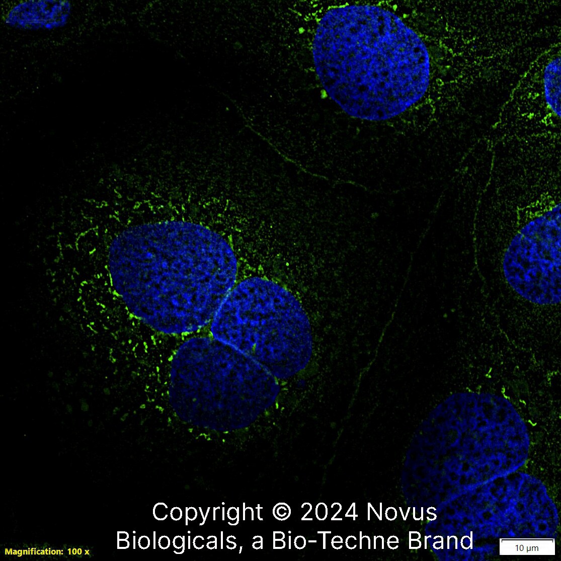 Calnexin Antibody (IE2.1C12) - BSA Free