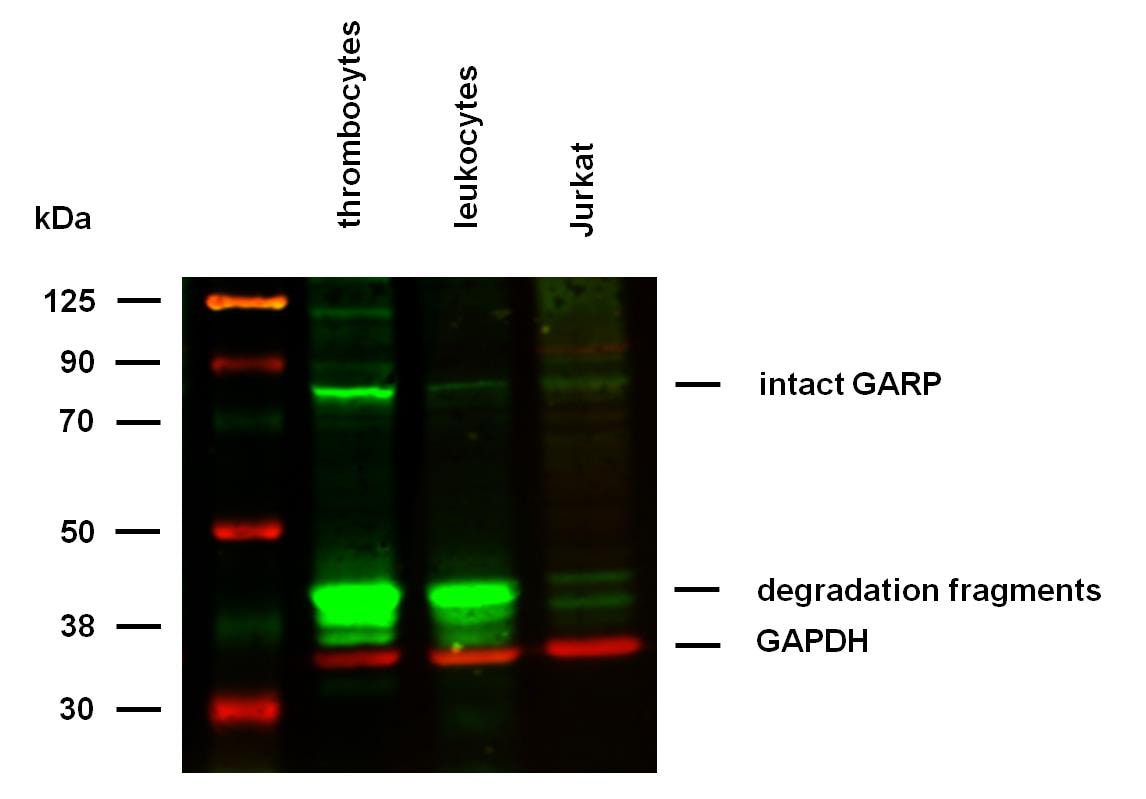 LRRC32/GARP Antibody (GARP5) - BSA Free
