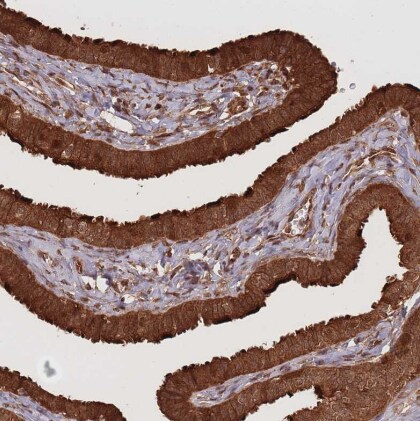 Endoglycan/PODXL2 Antibody
