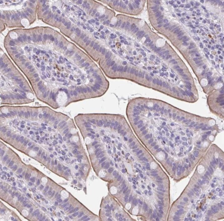 TMEM92 Antibody - BSA Free